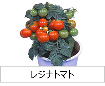 灯菜で育てられる野菜_レジナトマト